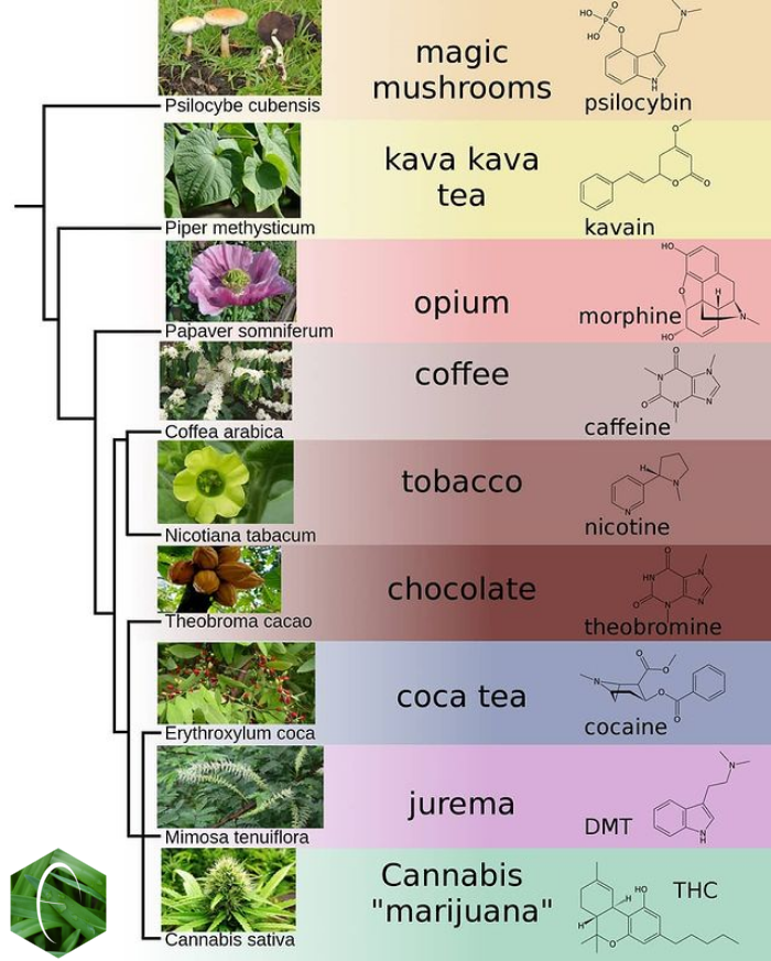 List of psychoactive plants, fungi, and animals - Wikipedia