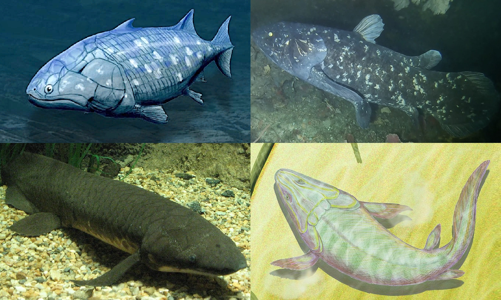 lobe-finned fishes