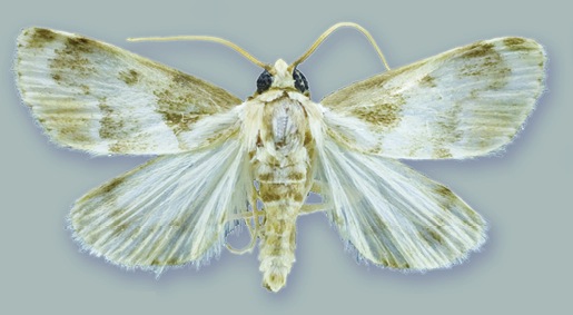 File:Schacontia chanesalis male - ZooKeys-291-027-g001-2.jpeg