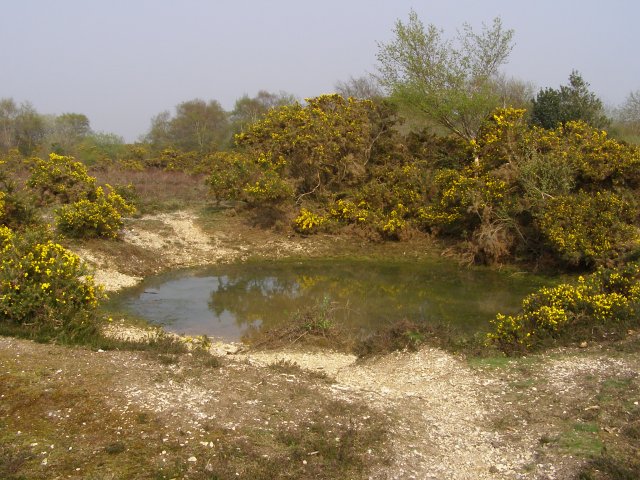 File:Small pond on the heath, north of Pilley Bailey, New Forest - geograph.org.uk - 408444.jpg