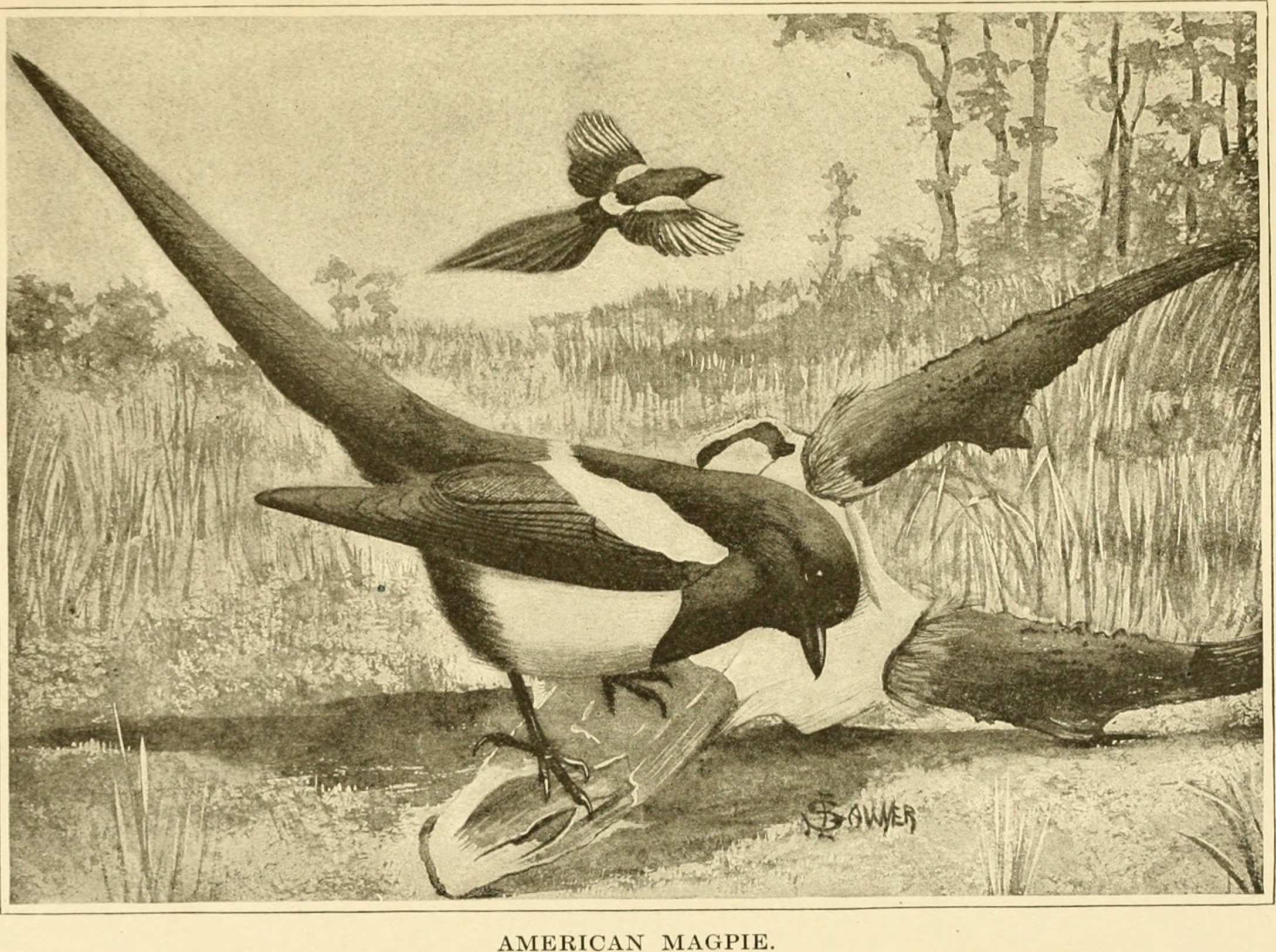 File:The American natural history - a foundation of useful knowledge of the  higher animals of North America (1914) (14761096536).jpg - Wikimedia Commons