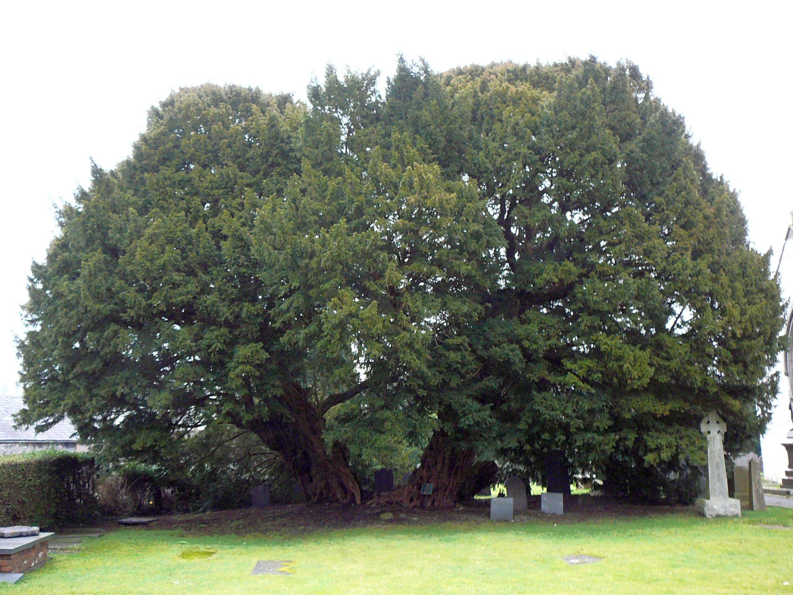 Llangernyw Yew