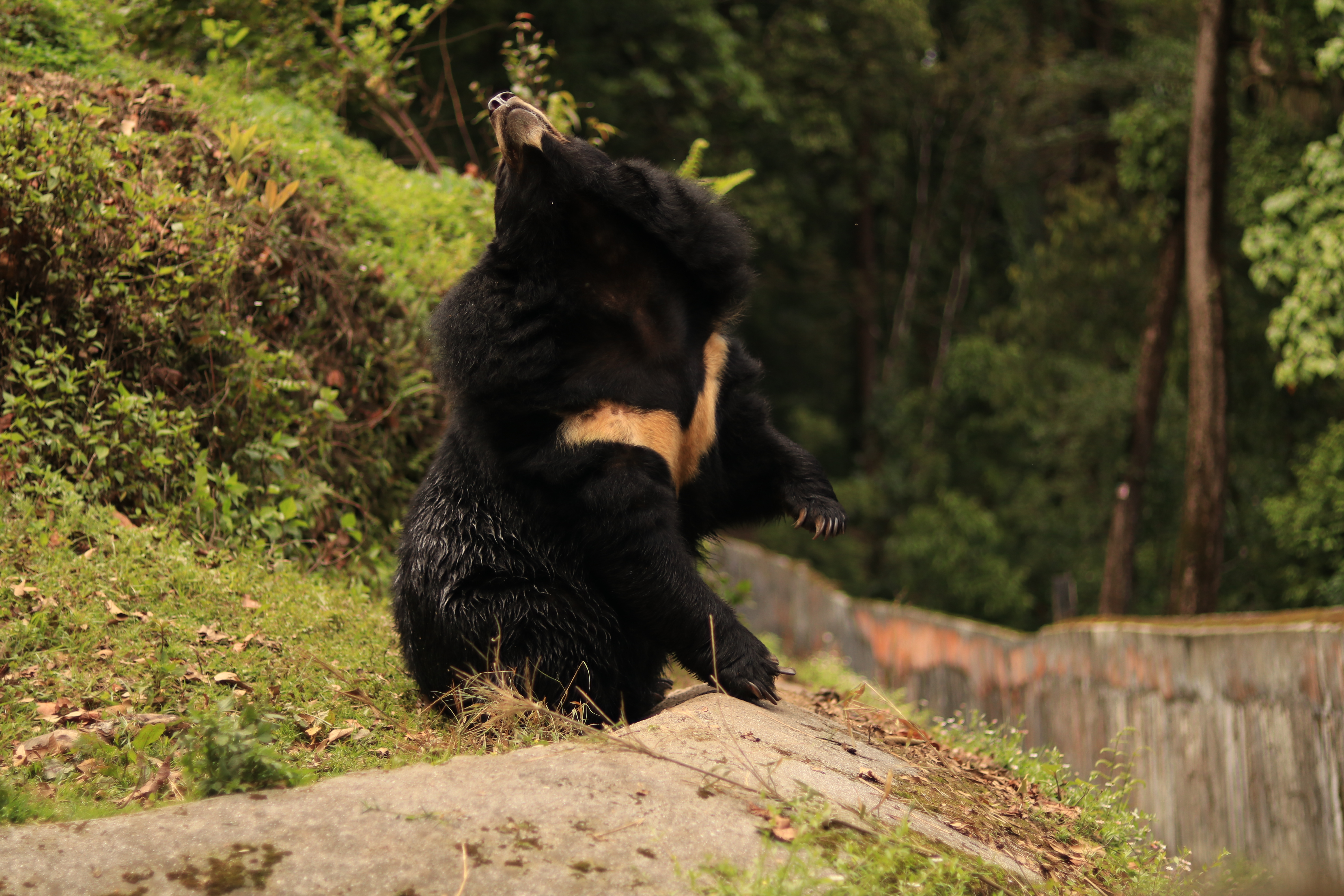 This bear big. Bear.jpg 150 пикселей. Bear.jpg.