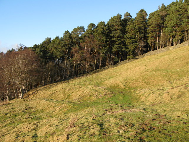 File:The southern edge of Sipton Plantation - geograph.org.uk - 697429.jpg