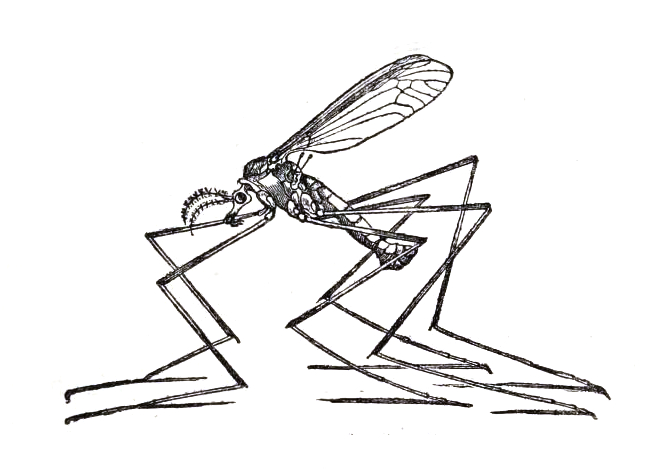 File:Tipula oleracea icon.jpg