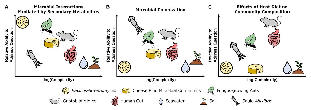 Tradeoffs between experimental questions and complexity of microbiome systems [171](A) Pairwise interactions between the soil bacteria Bacillus subtilis and Streptomyces spp. are well-suited for characterizing the functions of secondary metabolites in microbial interactions.(B) The symbiosis between bobtail squid and the marine bacterium Aliivibrio fischeri is fundamental to understanding host and microbial factors that influence colonization.(C) The use of gnotobiotic mice is crucial for making links between host diet and the effects on specific microbial taxa in a community.[171]