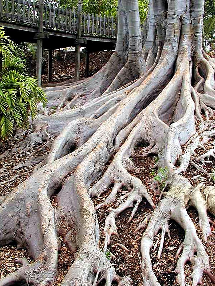 Trees roots.jpg. 