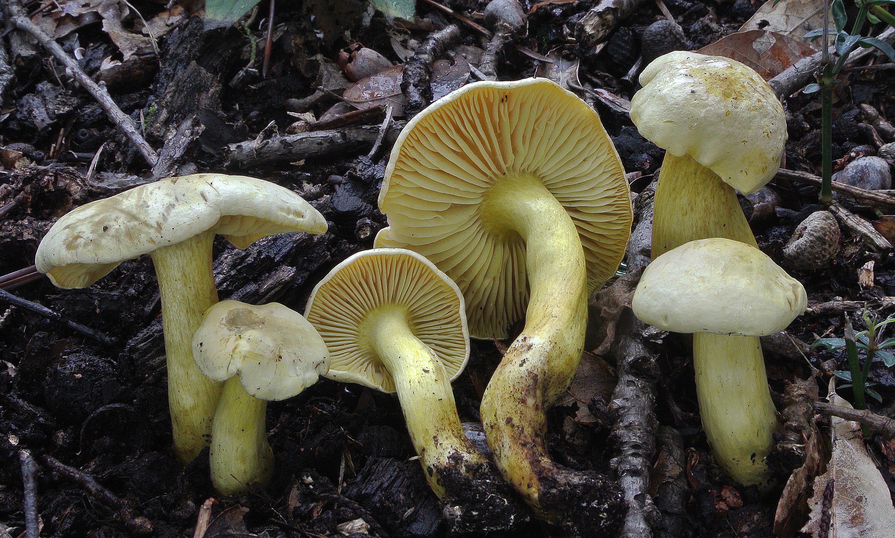 Рядовка серно-жёлтая (Tricholoma Sulphureum) рисунок