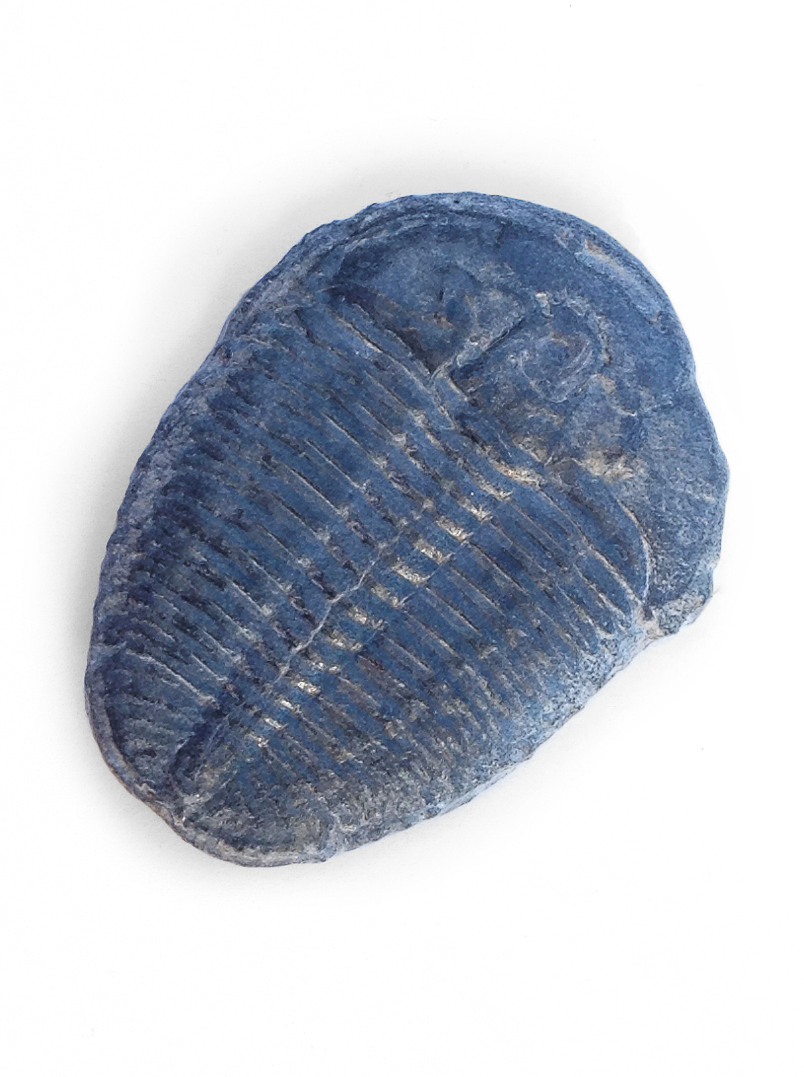 Trilobite.jpg