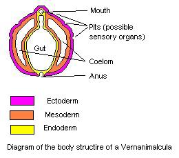 File:Vernanimalcula sketch.jpg