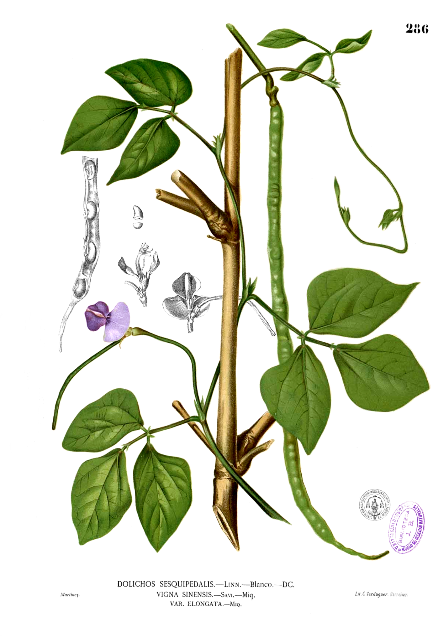 Vigna unguiculata에 대한 이미지 검색결과