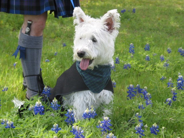 File:WestHighlandWhiteTerrier.JPG