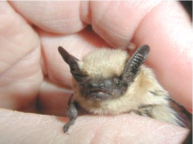 The average litter size of a Canyon bat is 1