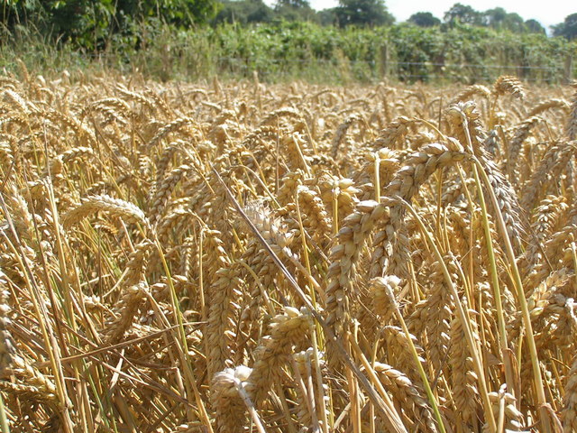 File:Wheat field - geograph.org.uk - 915903.jpg