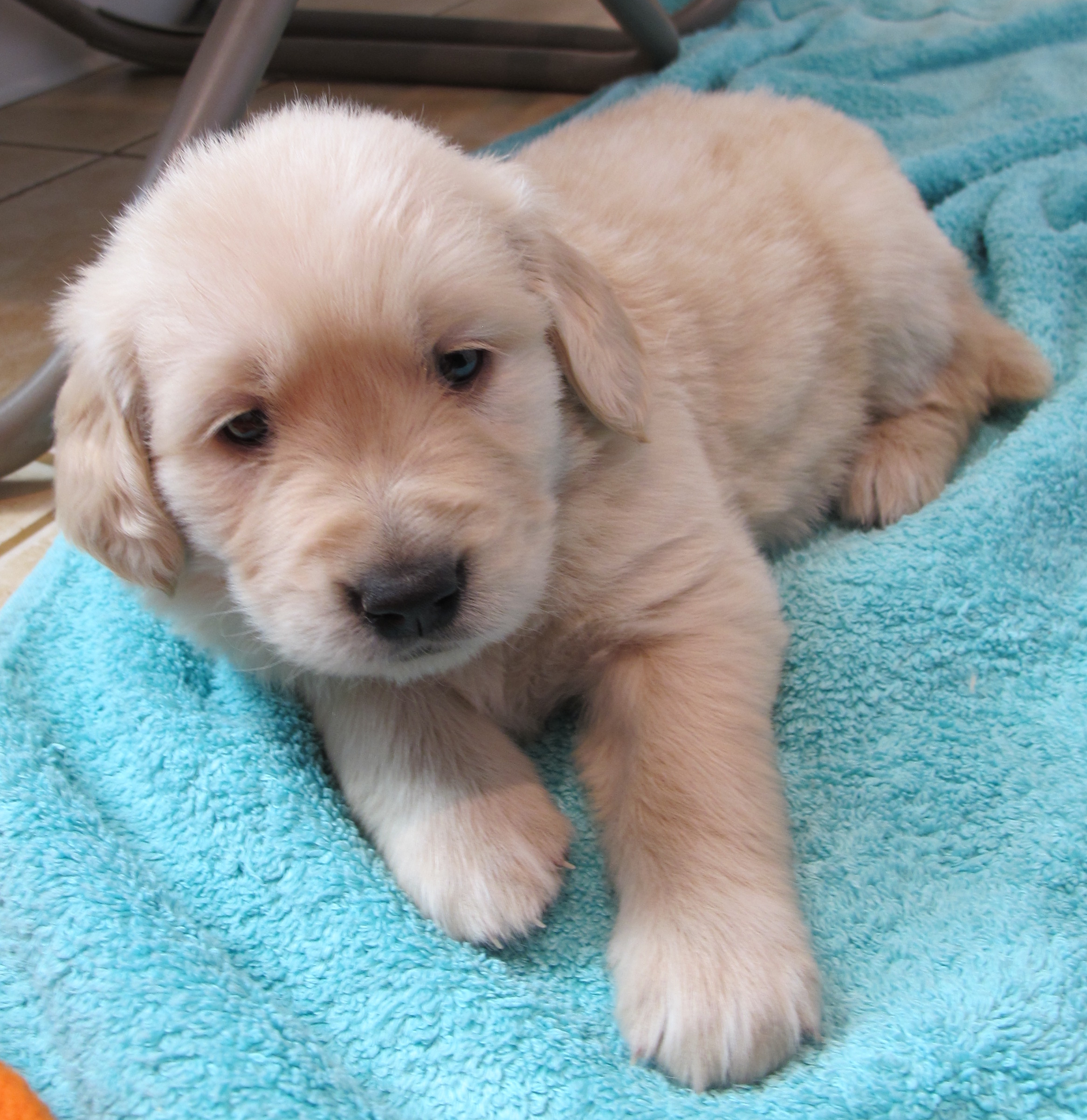 File 5 Week Old Golden Retriever Puppy Jpg Wikimedia Commons