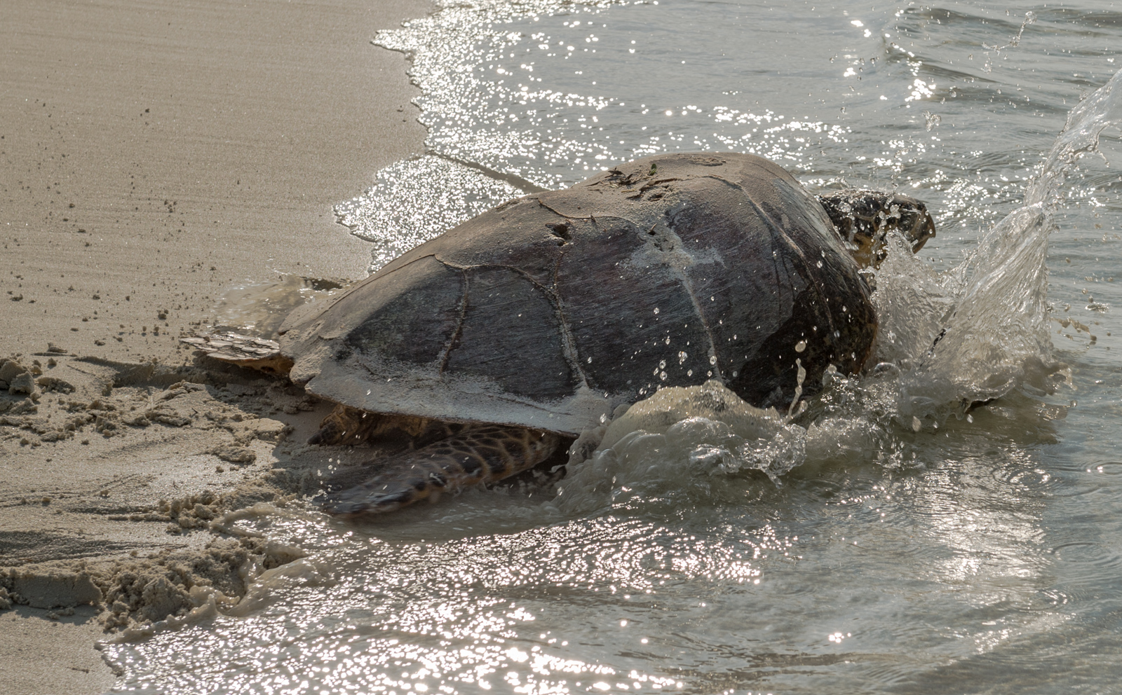 Turtle v2. Зонд-5 черепахи.