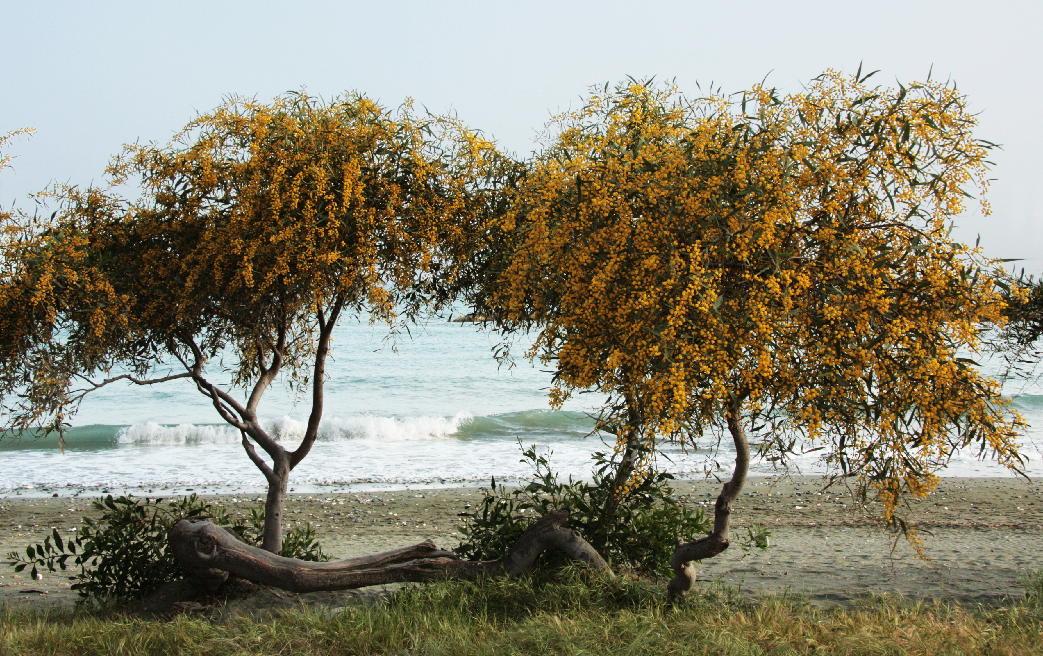 Acacia saligna 1997.jpg. 