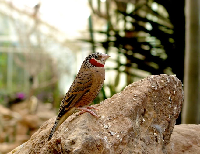 File:Amadina fasciata -Paignton Zoo, Devon, England -male-8a.jpg