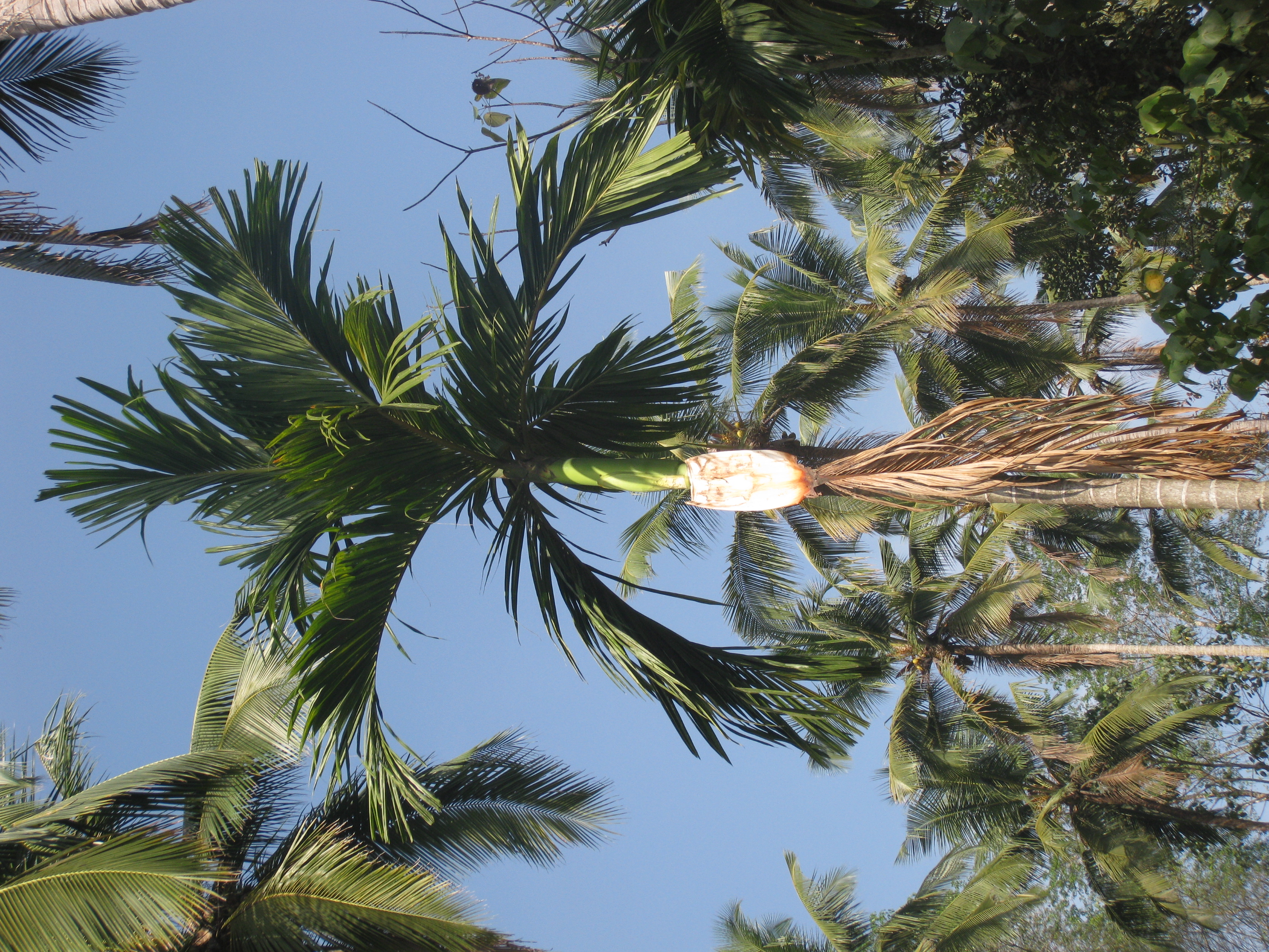 betel nut leaf