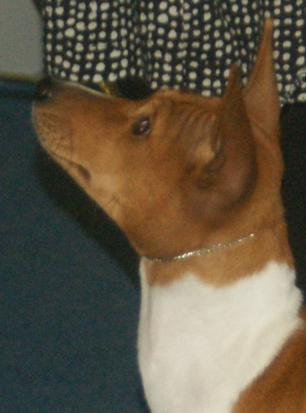 File:Basenji-red&white profile1.jpg