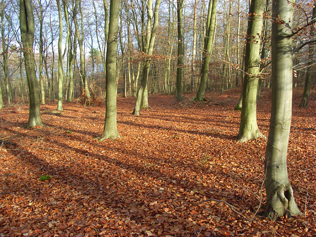 Beeches on Ashley Hill - geograph.org.uk - 1059631