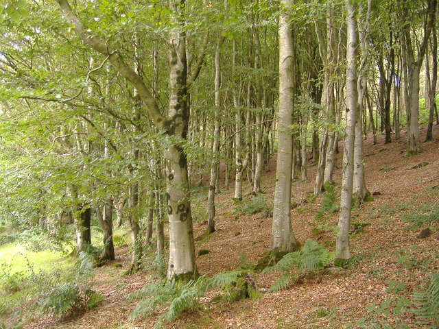 File:Birch trees, at Langdon Wood - geograph.org.uk - 1454437.jpg