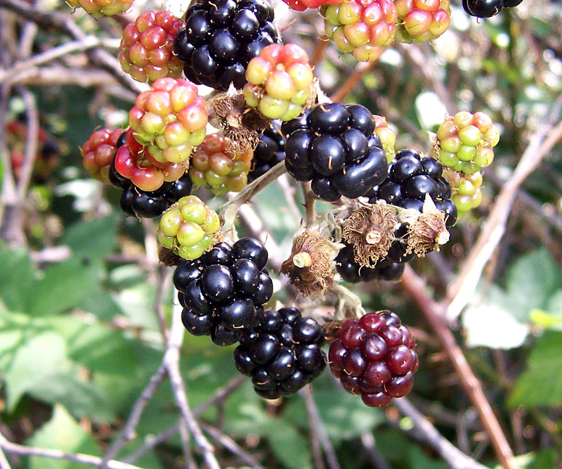 BlackBerry Tour - Wikipedia