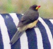 The yellow-billed oxpecker (Buphagus africanus), shown here on a zebra. Buphagus africanus1.jpg