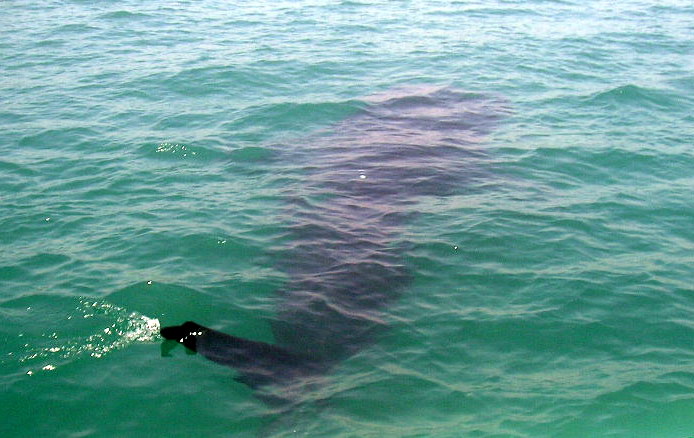 File:Butanding Whale Shark (Donsol, Sorsogon) (794278440).jpg