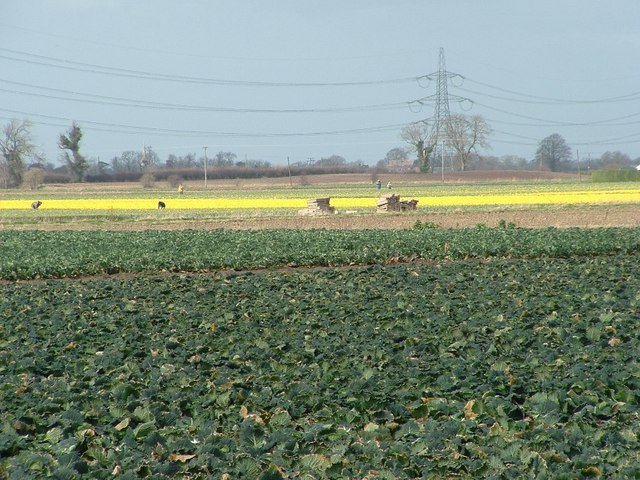 File:Cabbage gives way to Daffodil - geograph.org.uk - 358841.jpg