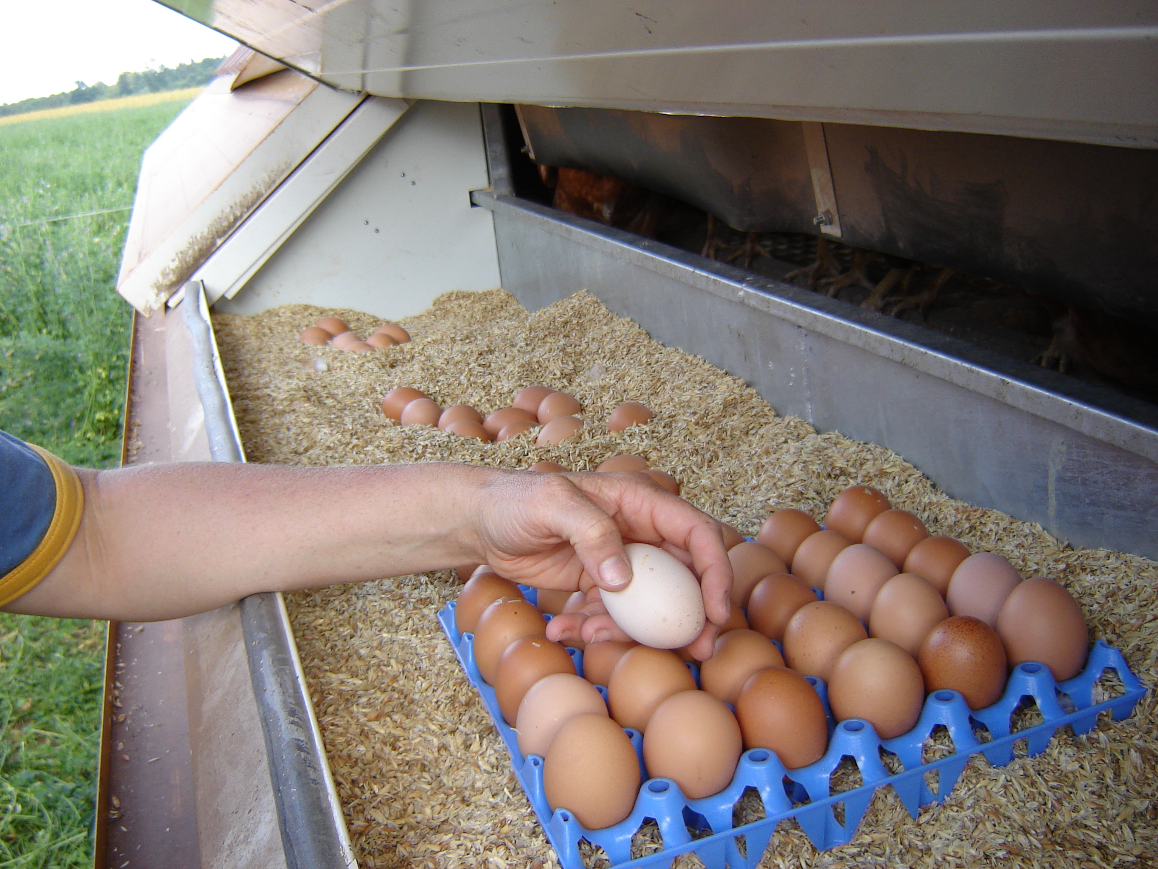 What Color Egg Yolks Do You Eat? - Organic Vs. Free-Range ...