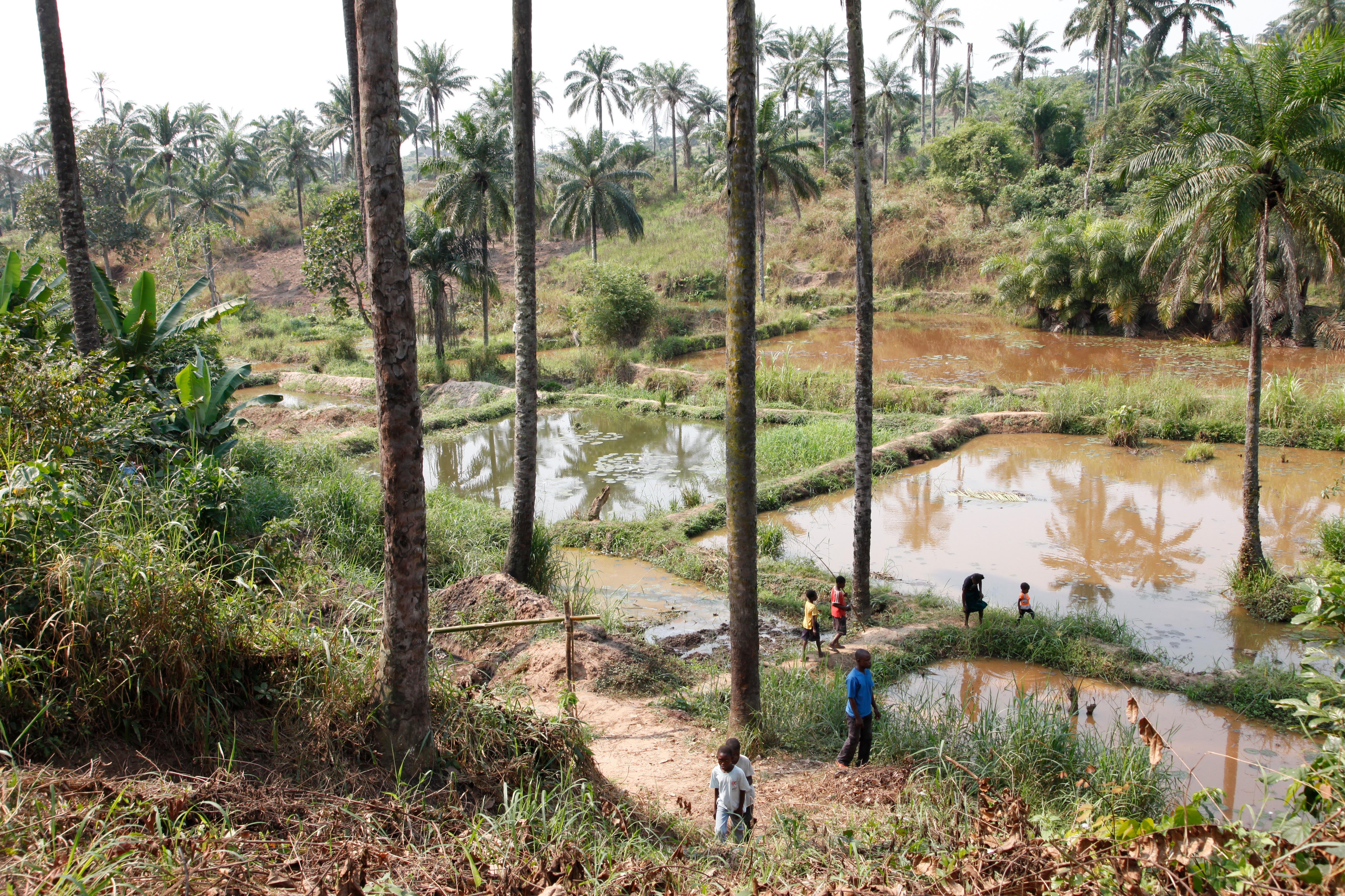 File:Community fish-farming ponds in the rural town of Masi Manimba, DRC  (7609946524).jpg - Wikipedia