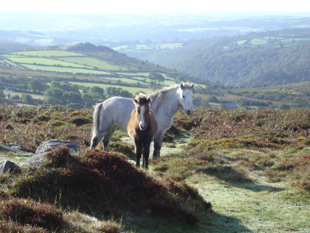 Dartmoor Ponies near Bench Tor - geograph.org.uk - 318627.jpg