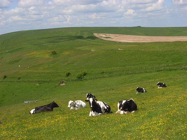 File:Downland, Stanton St Bernard - geograph.org.uk - 844981.jpg