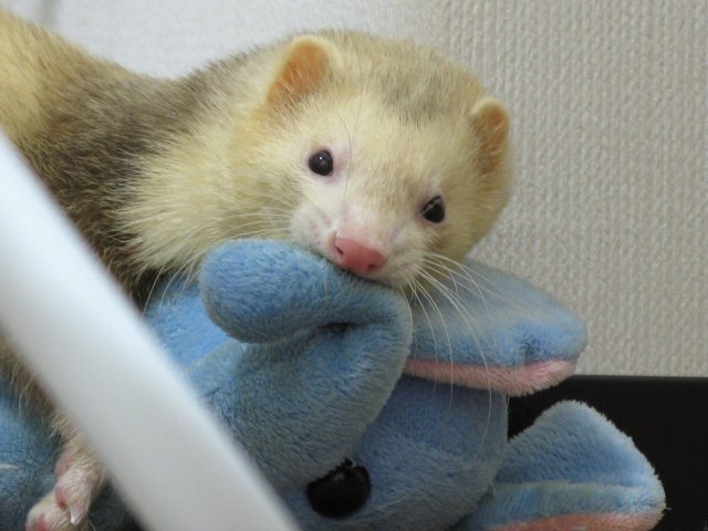 File:Ferret.jpg