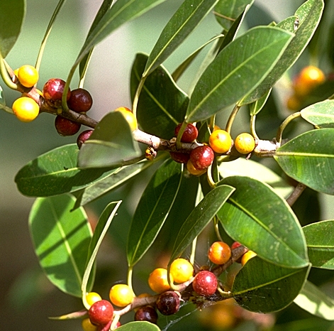 File:Ficus obliqua-Leaves and fruit.jpg