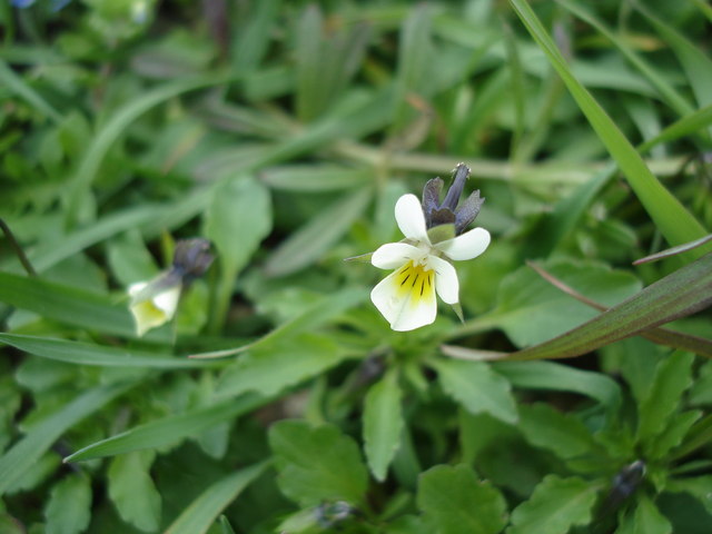 File:Field Pansy - Viola arvensis - geograph.org.uk - 1307854.jpg