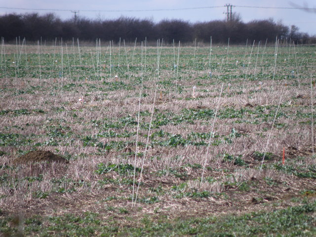 Field trials