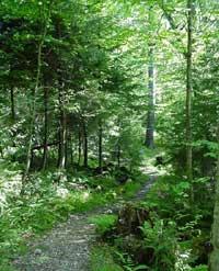 Zone panoramique de Gaudineer.jpg