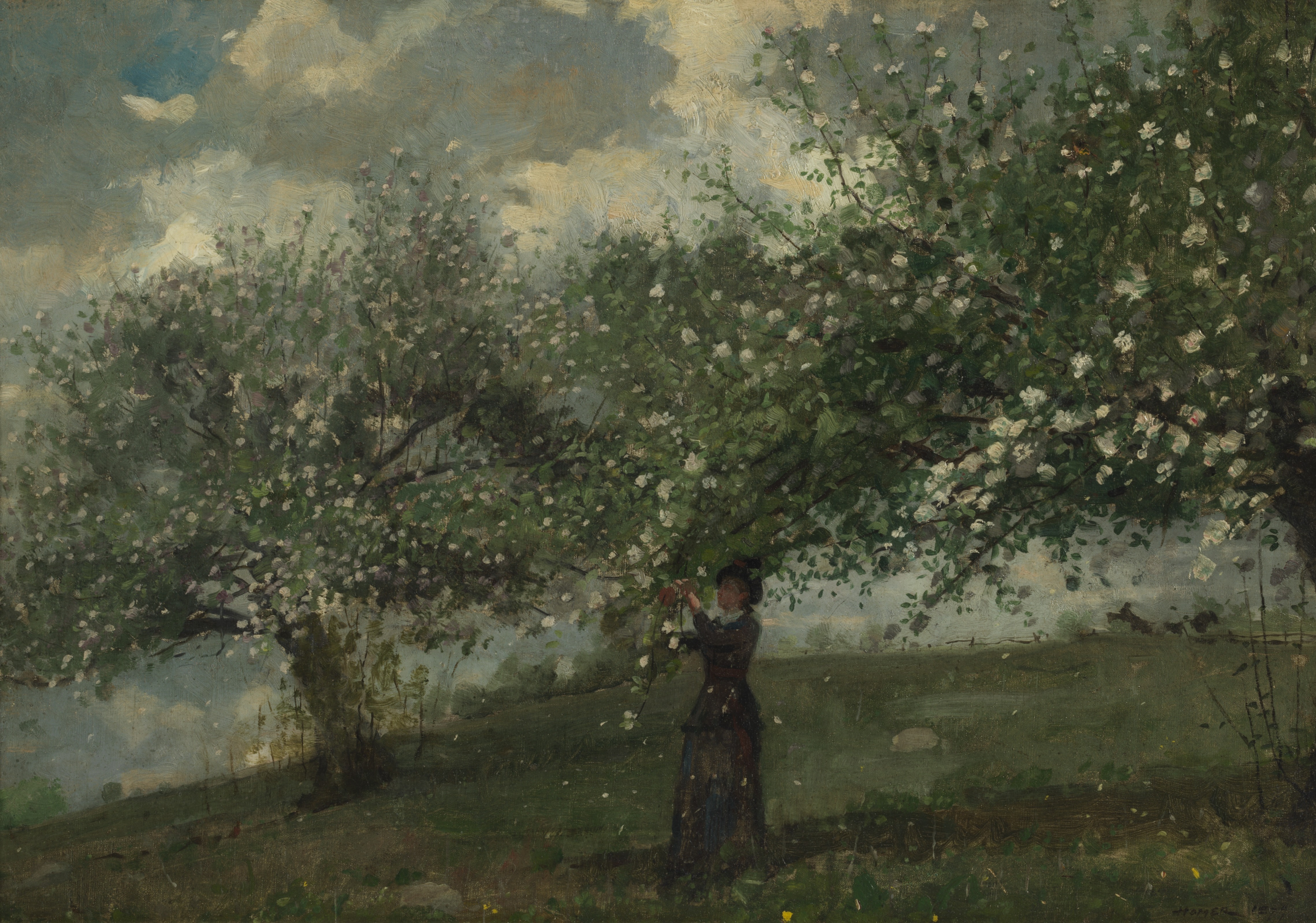 Apple Blossoms