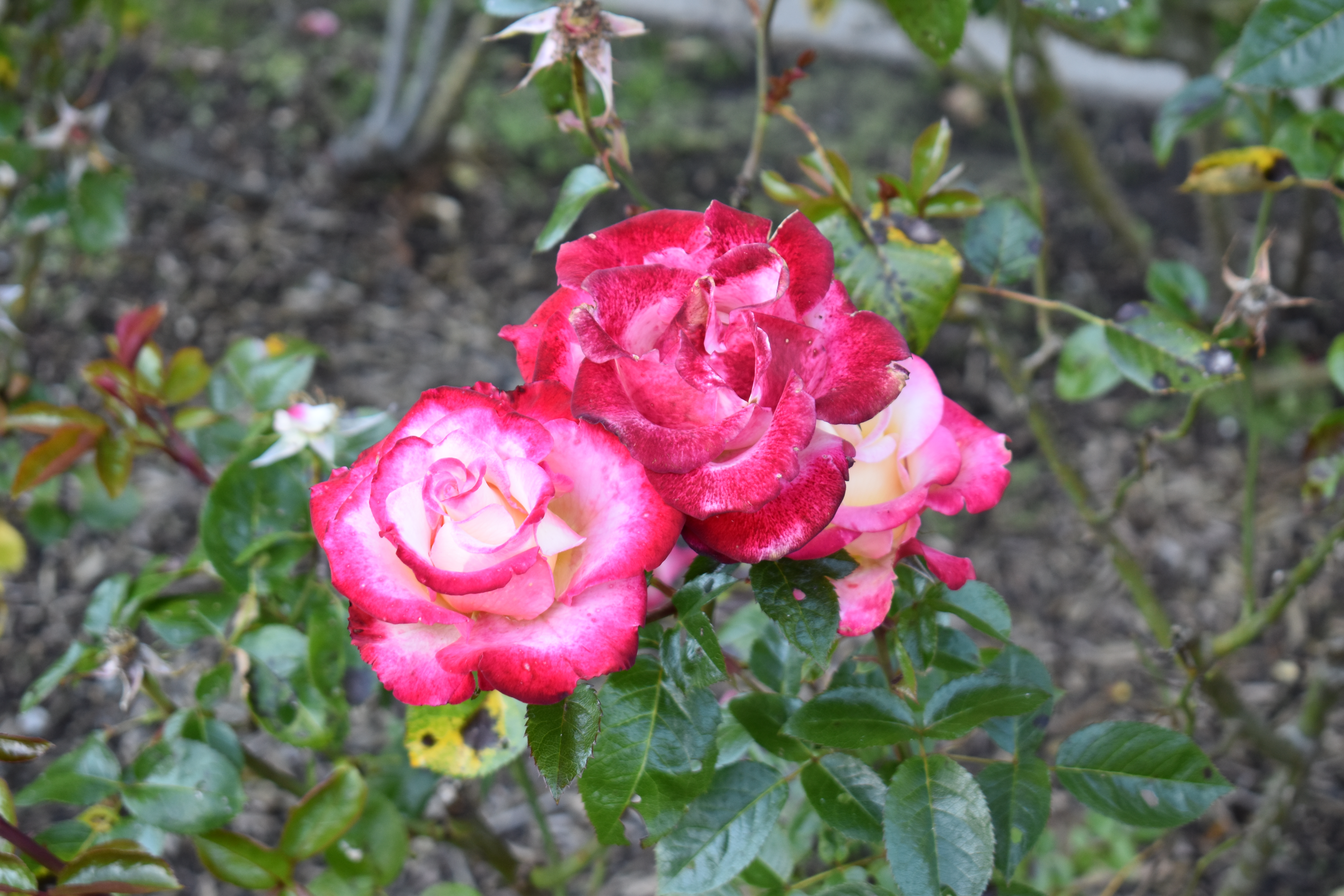 Роза полуплетистая Сан Франциско