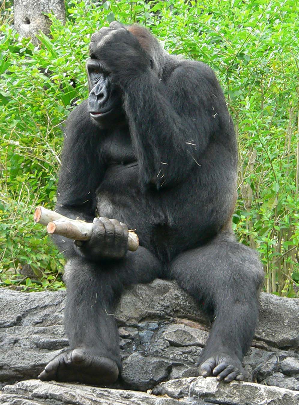 File Gorilla Gorilla Gorilla4 jpg Wikimedia Commons