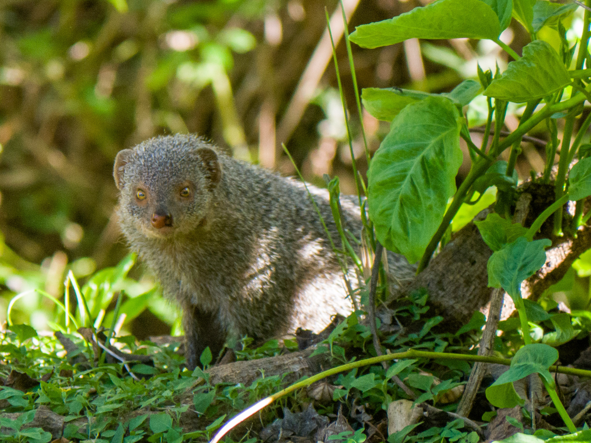 Эра мангуста том 6. Shaker Mongoose. Mongoose with a bushy Tail.