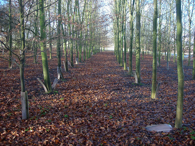 File:Growing plantation - geograph.org.uk - 1083550.jpg