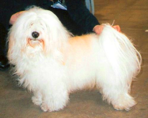 Havanese in European Winner show 2006