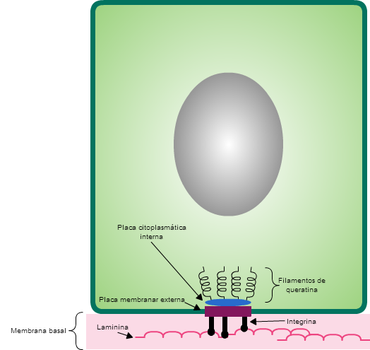 File:Hemidesmossoma.png