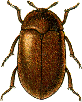 Jacobson attagenus byturoides.png