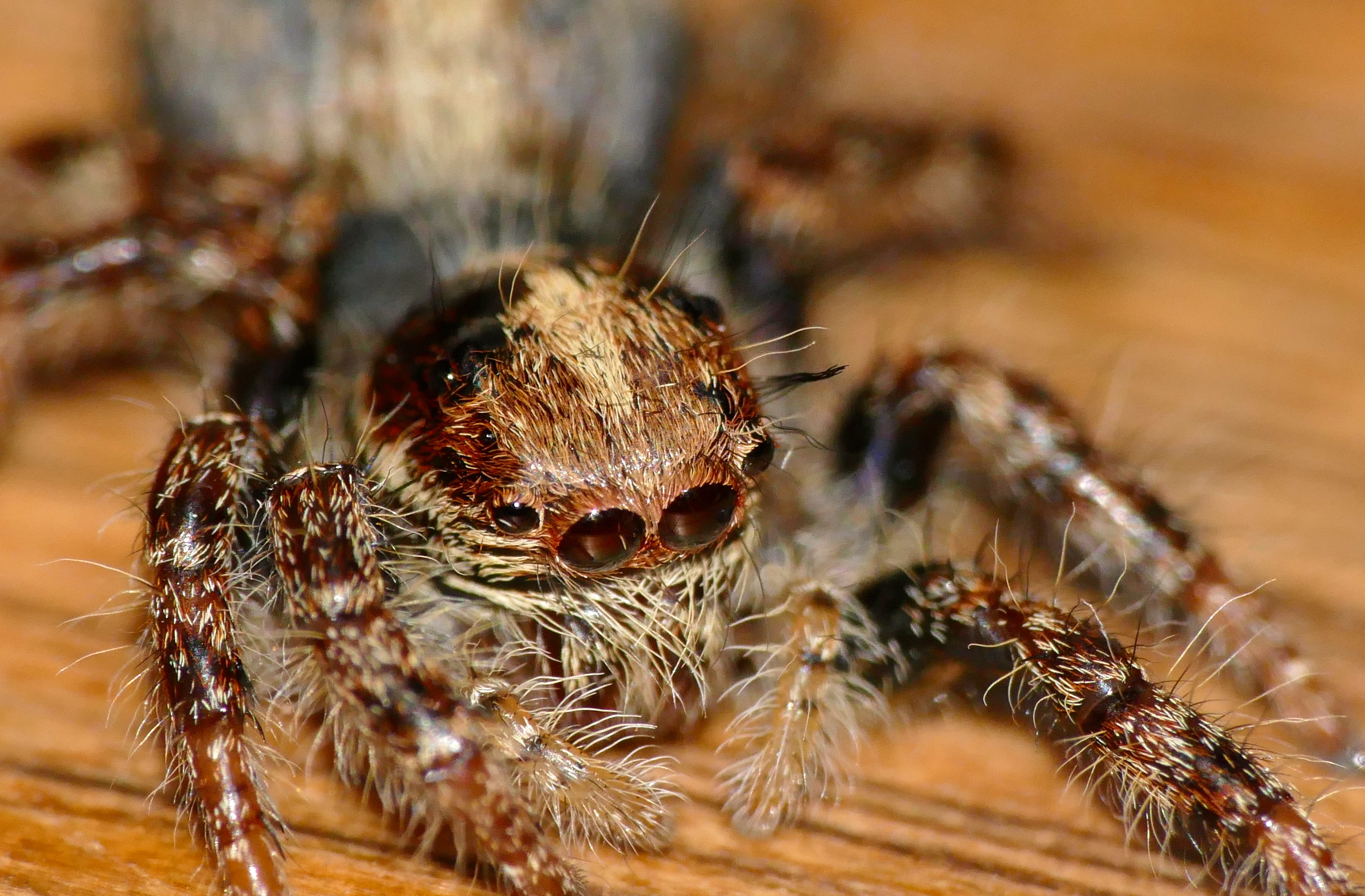 Jumping Spider (Salticidae) (16083275654).jpg