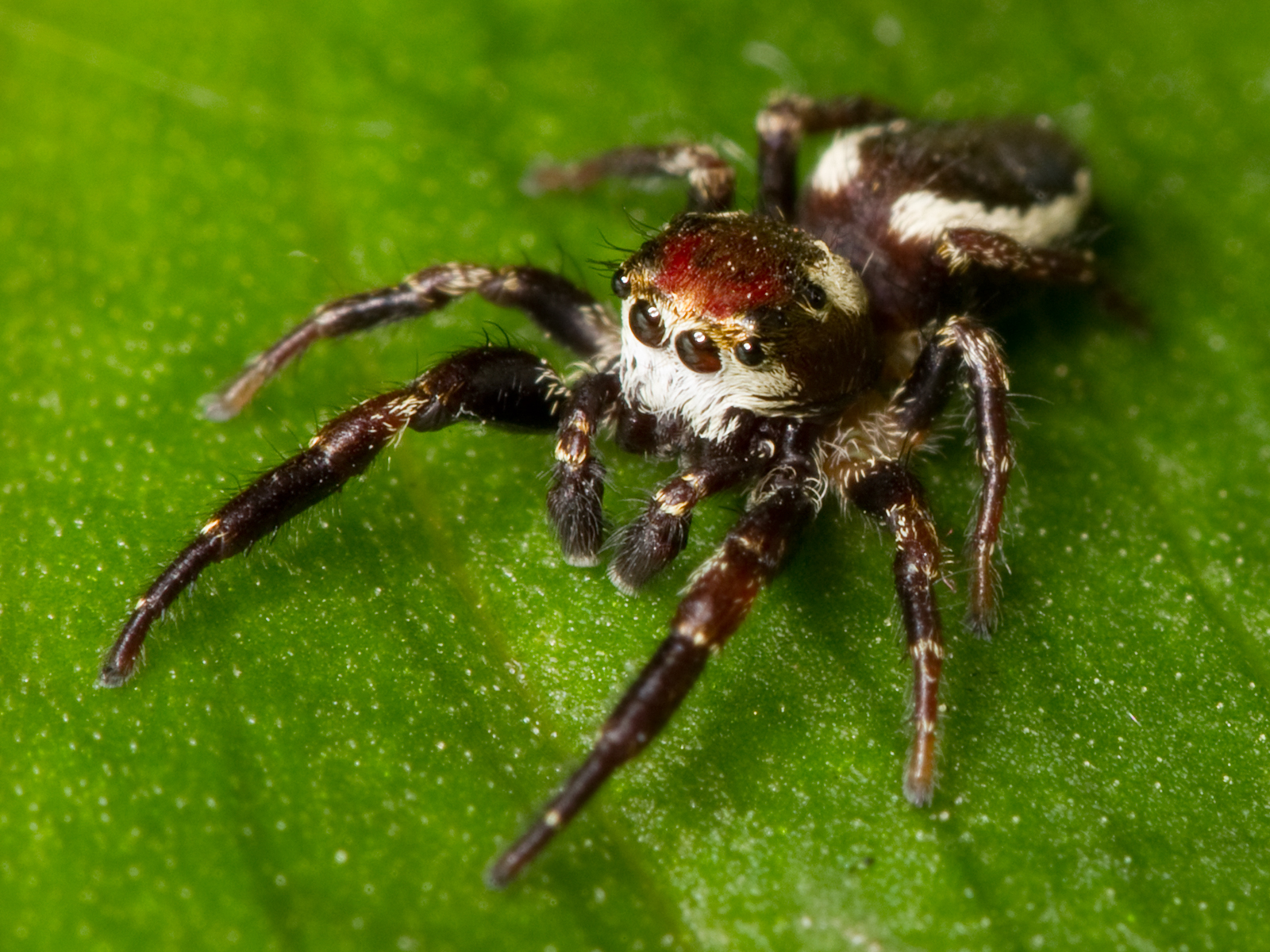 Jumping spider - Wikipedia