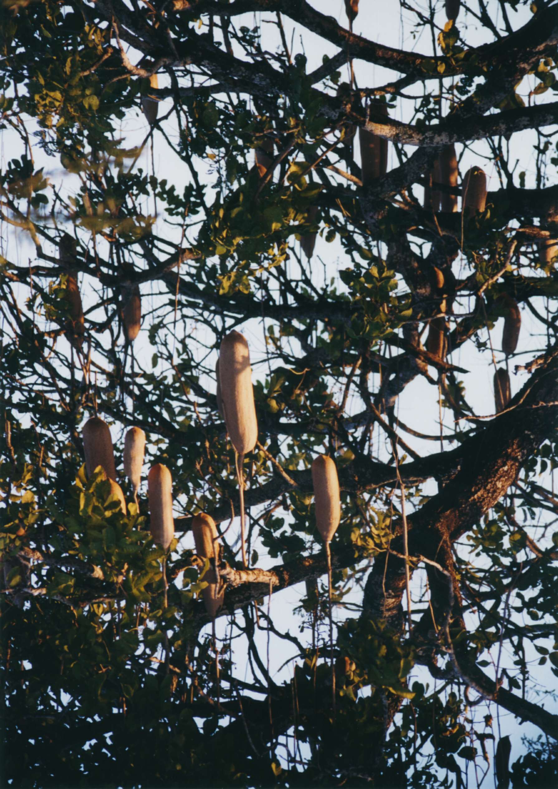 File:Sausage Tree (Kigelia africana) fruit (11493304814).jpg - Wikimedia  Commons